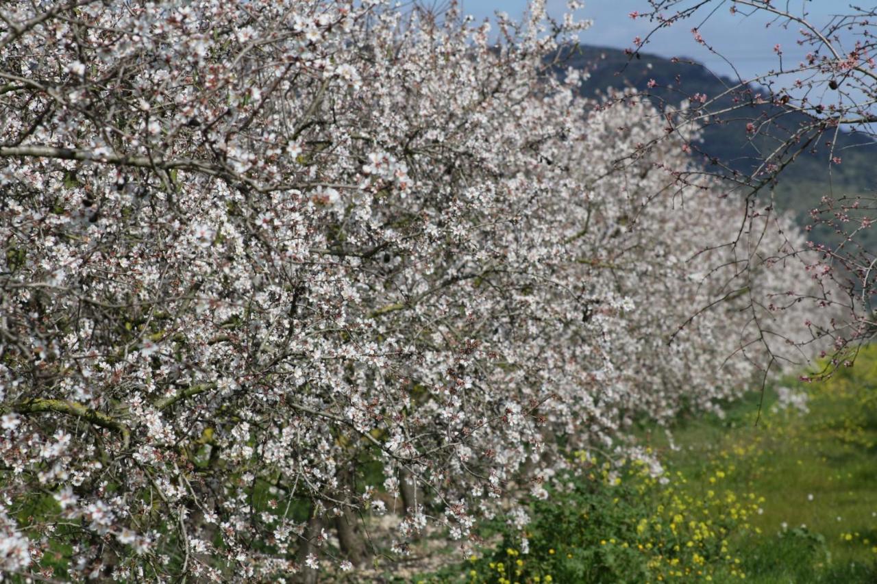 108 Finca Son Morey Tarongers Etv14340 By Mallorca Charme Can Picafort  Bagian luar foto